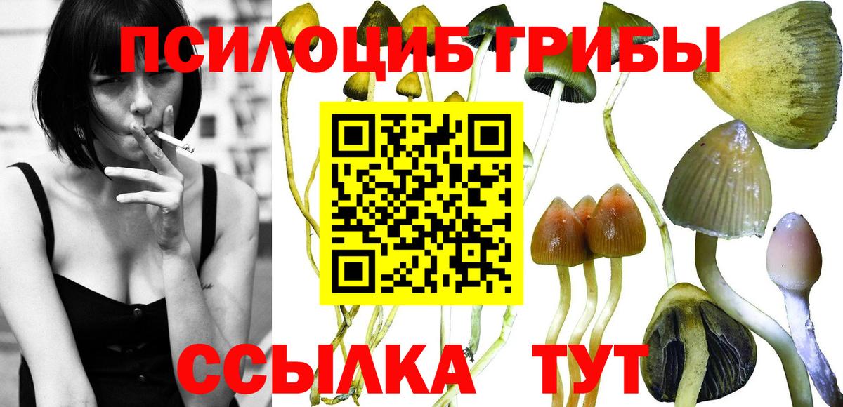 Галлюциногенные грибы Psilocybine cubensis  наркотики  Вход с VPN  Елец  Галлюциногенные грибы Cubensis 